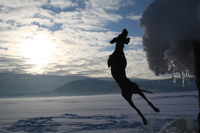 Free Dog German Pointer photo and picture