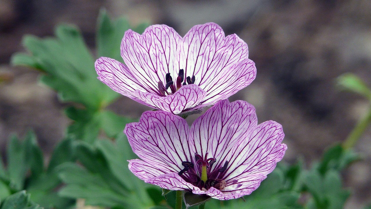 花草甸 开花 植物群 - Pixabay上的免费照片 - Pixabay