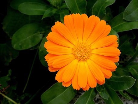 Fleur, Souci, 