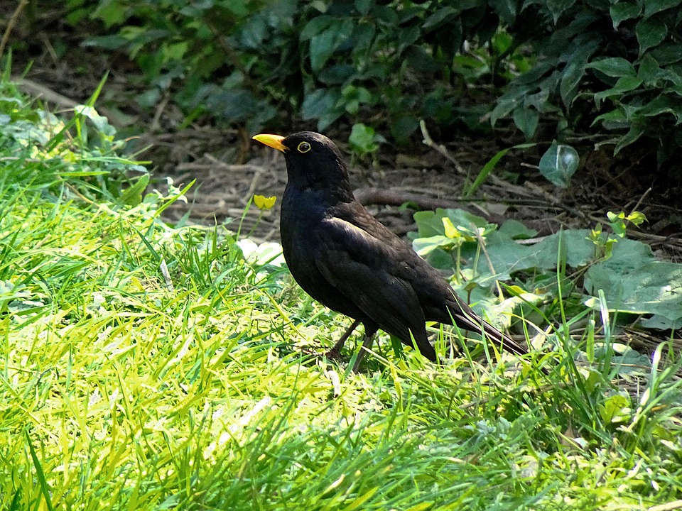 Merle Noir Turdus Merula Oiseaux - Photo gratuite sur Pixabay
