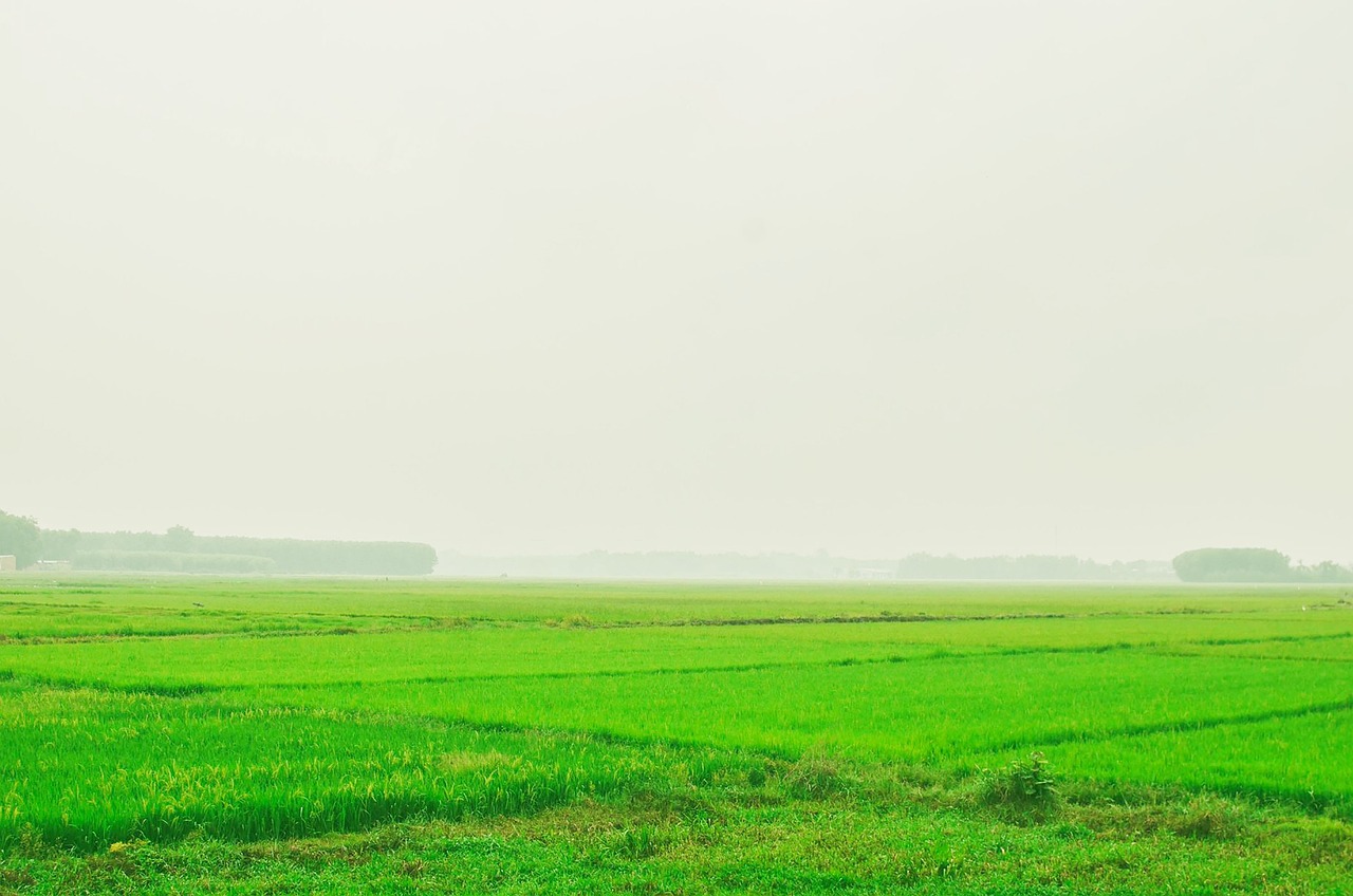 1,000 + 무료 들판 & 자연 이미지 - Pixabay