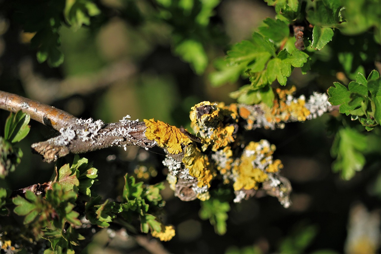branch, hedge, spring, overgrown, growth, mushroom, tree, nature, branches, leaves, plant, coloured, forest, green