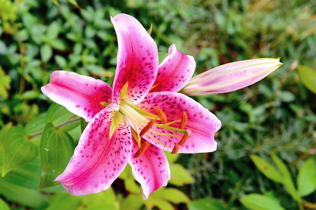 Free Pink Flower Exotic Flower photo and picture
