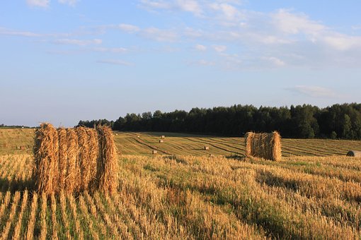 Seno, Pole, Příroda, Sklizeň, Krajina