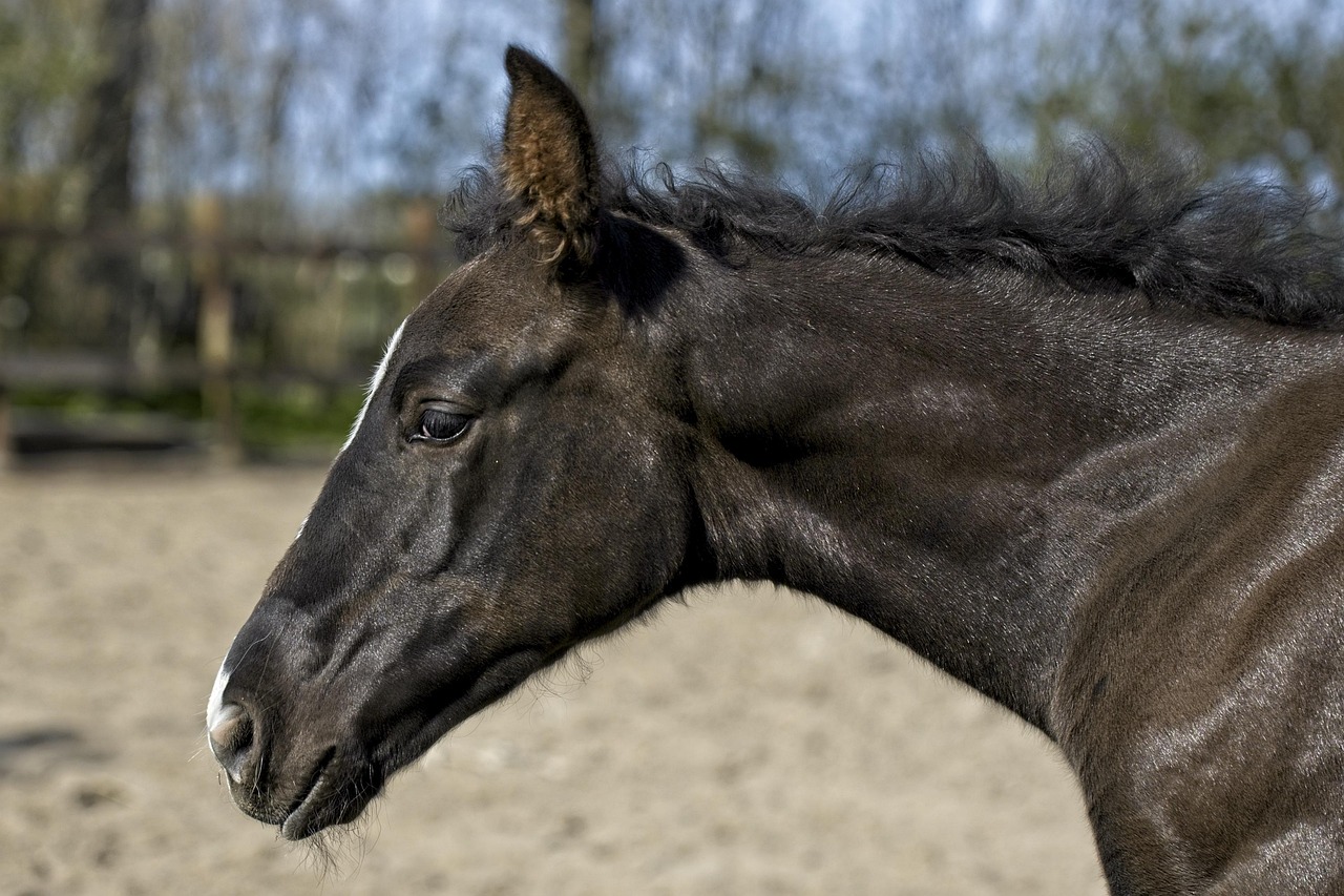 meer-dan-100-gratis-afbeeldingen-van-paardenhoofd-en-paard-pixabay
