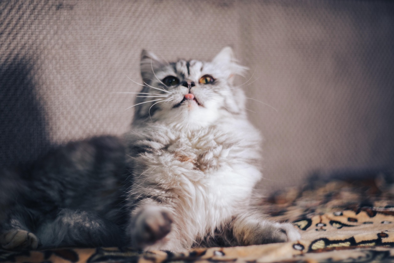 20.000+ kostenlose Persian Cat und Haustier-Bilder - Pixabay