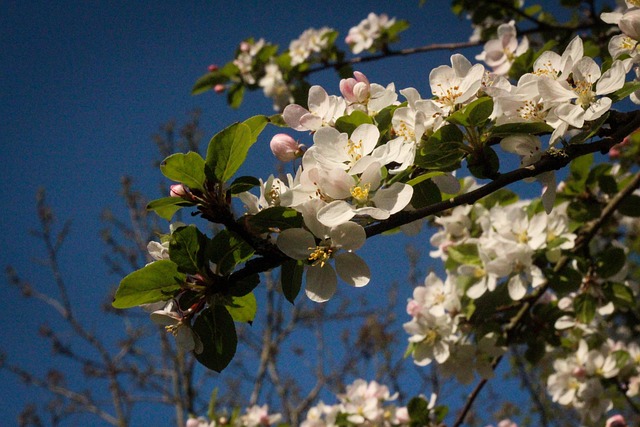 Free Cherry Blossom Flower photo and picture