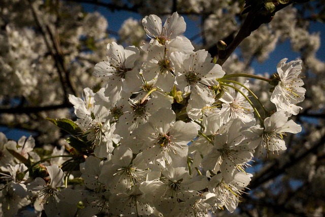 Free Cherry Blossom Flower photo and picture