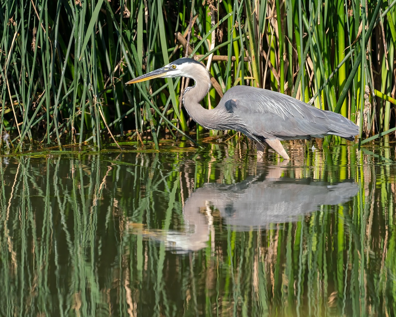Blauer Reiher Teich Vogel Kostenloses Foto auf Pixabay Pixabay