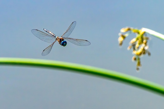 Free Dragonfly Flying Dragonfly photo and picture