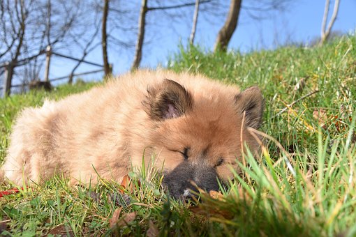 Chien, Chiot, Jeune Chien