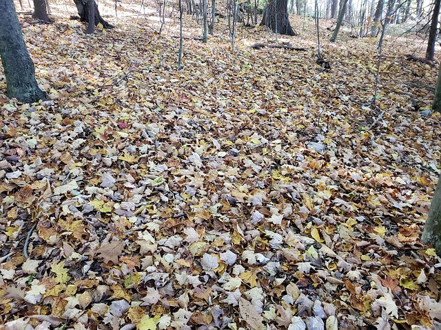 Free Vermont Fallen Leaves photo and picture