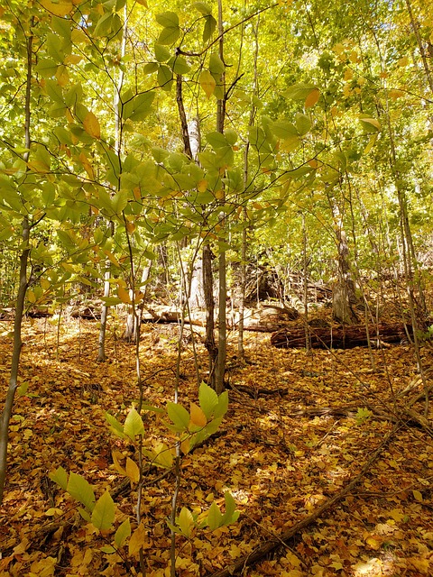 Free Vermont Autumn photo and picture