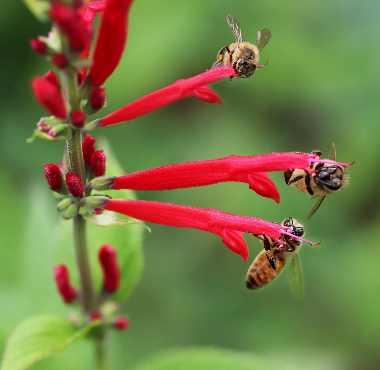 Bees Insects Pollen - Free photo on Pixabay - Pixabay