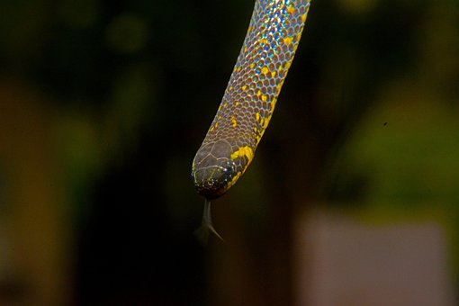Mais de 10 imagens grátis de Reptante e Natureza - Pixabay