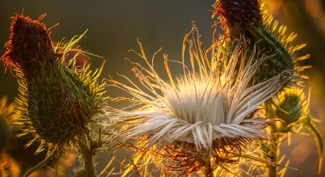 Free Thistle Backlighting photo and picture