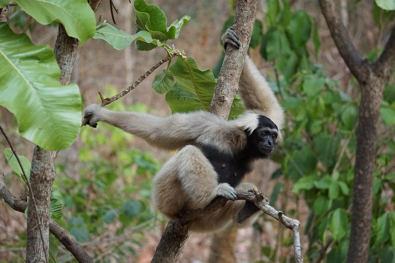 Monkey - free online jigsaw puzzle photo