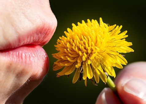 Free Dandelion Flower Wallpaper photo and picture