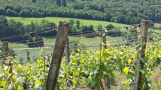 Free Wine Vineyard photo and picture