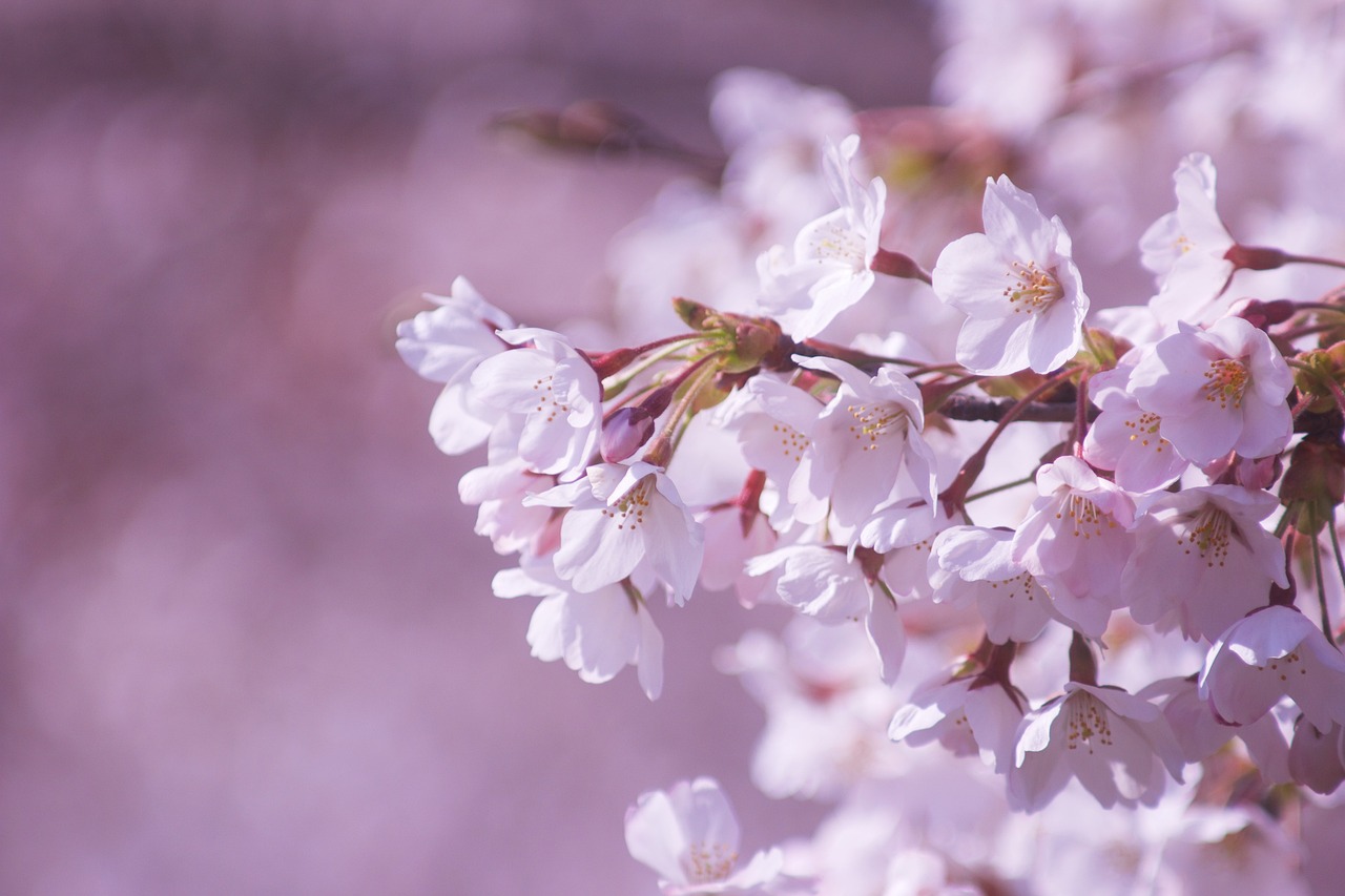 50以上の無料Sakura&Japan画像 - Pixabay