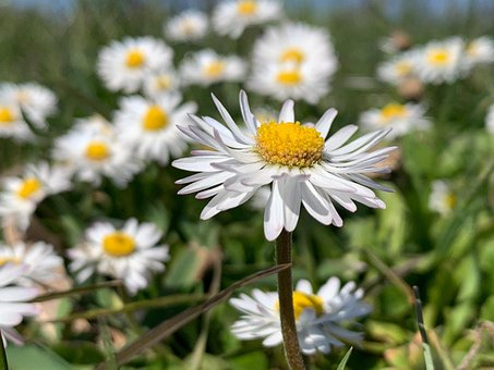 Free Daisy Beginning Of Spring photo and picture