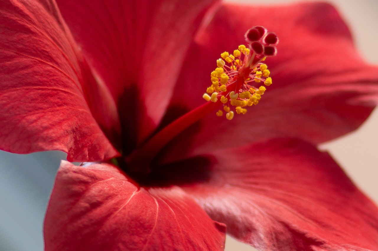 Flower - free online jigsaw puzzle photo