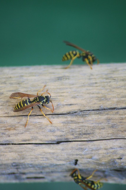 Free Wasp Yellow photo and picture