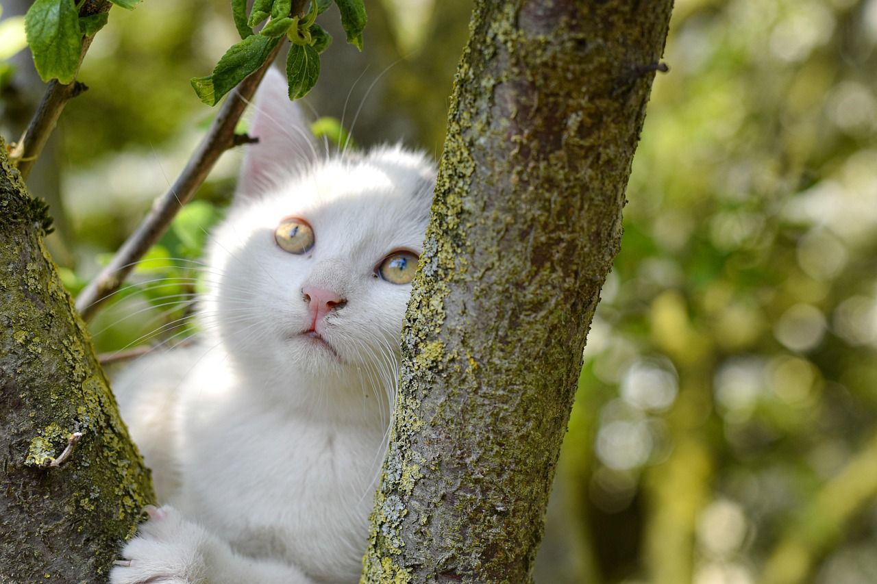 Kitten Tree To Climb Up Free photo on Pixabay Pixabay