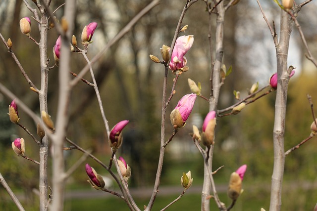 Free Spring Easter photo and picture