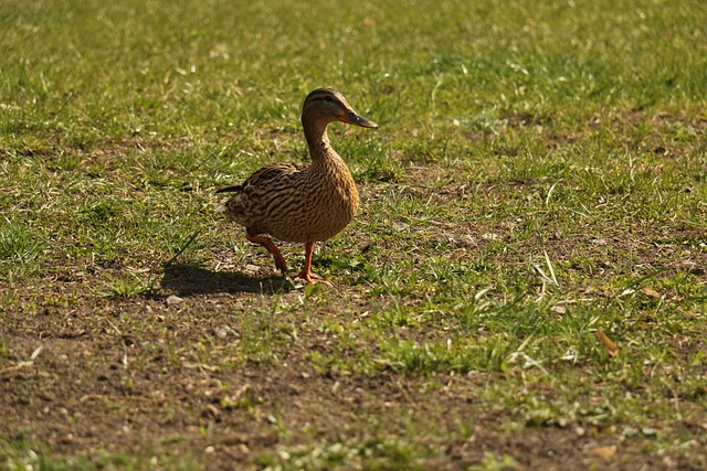 Free Wild Duck Wildlife photo and picture