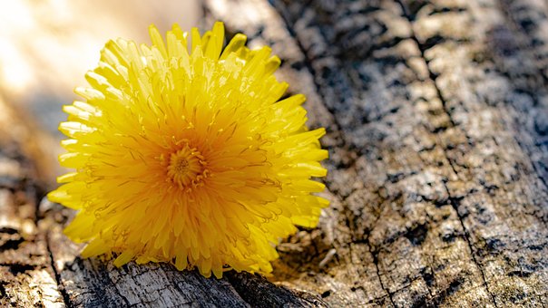 Free Dandelion Blossom photo and picture