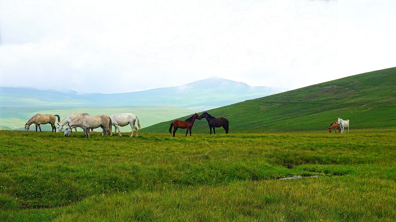Horse - free online jigsaw puzzle photo