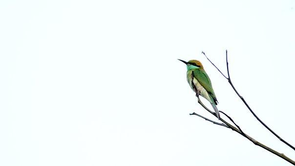 Free Kerala India photo and picture