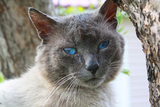 Free Cat Animal photo and picture