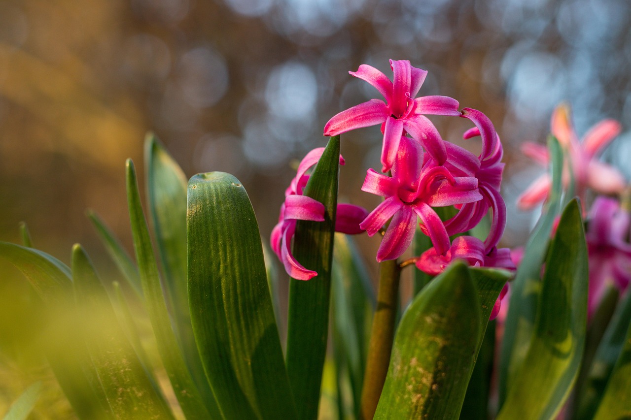 Free Hyacinth Flower Wallpaper photo and picture
