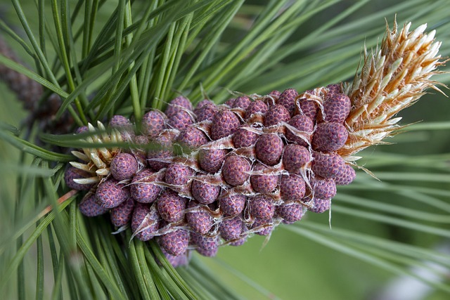 Free Pine Cone Summer photo and picture