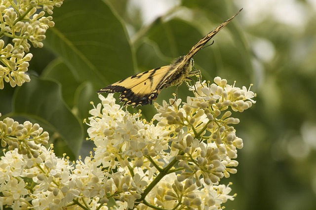 Free Tree Butterfly photo and picture