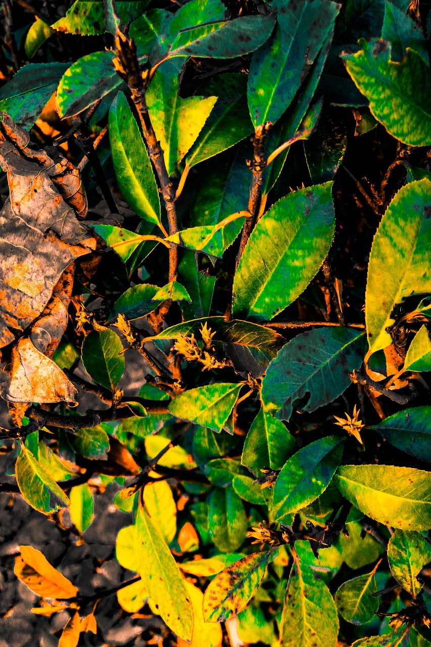 Plantas Verdes Fresco Foto gratuita no