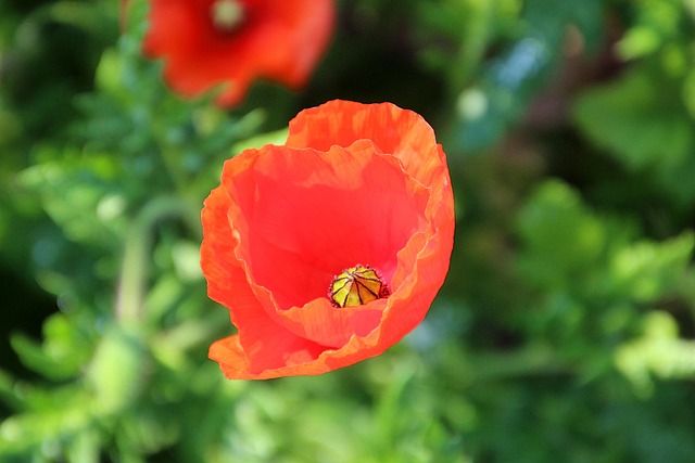 Free Flower Flower Background photo and picture