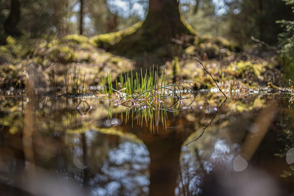 Forest Spring Reflection - Free photo on Pixabay - Pixabay