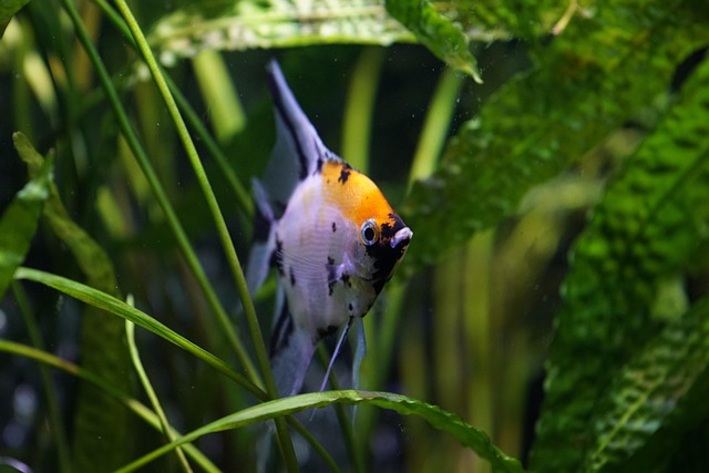 Free Aquarium The Fish photo and picture