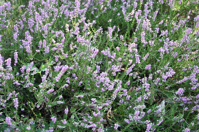 Free Heather Shrub photo and picture