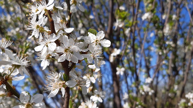 Blomstre, Forår, Natur, Blomstring
