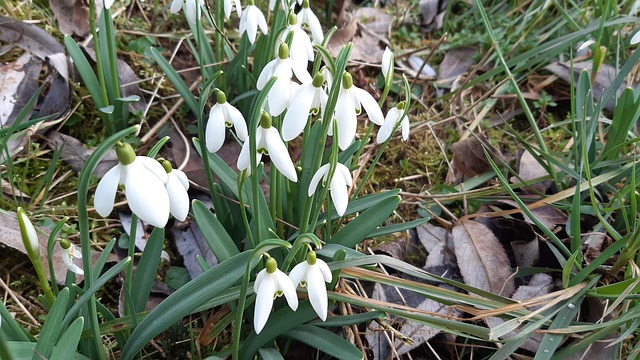 Vintergæk, Blomster, Forår, Blomstre