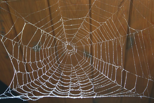 Free Spider Network photo and picture