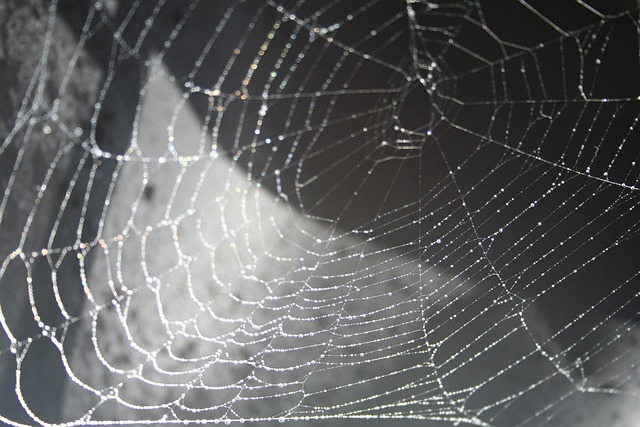 Free Spider Network photo and picture