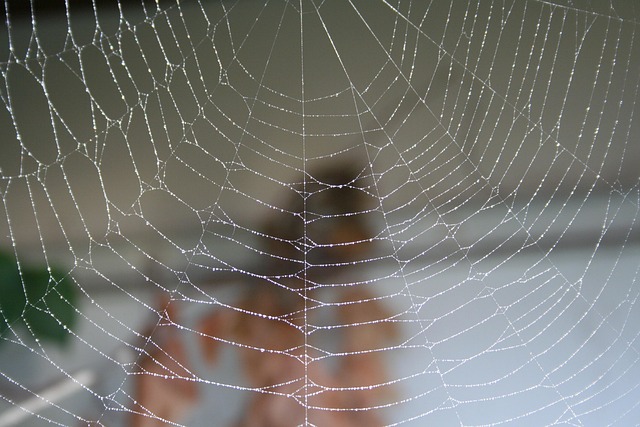 Free Cobweb Spider photo and picture