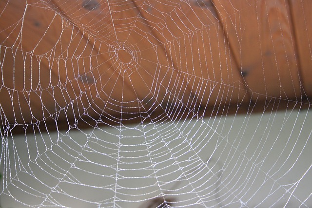 Free Spider Network photo and picture