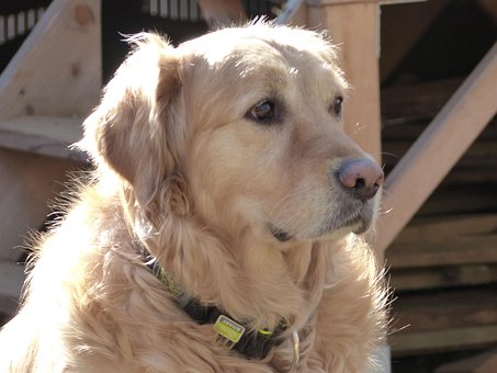 Free Golden Retriver Dog photo and picture