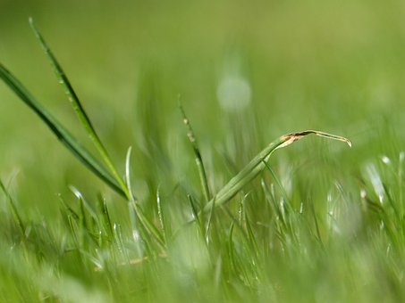 Free Grass Meadow photo and picture